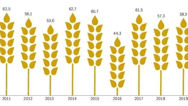 Nach einer Umfrage der BauernZeitung bei den Getreidesammelstellen zeigt sich: 2020 ist ein Top-Jahr für Weizen. Im Vergleich zum letzten Jahr fällt die Ernte mit durchschnittlich 68 kg pro Are um knapp 10 kg/Are höher aus. (Grafik Nicole Geiser, Quellen Agristat/Umfrage BauZ)