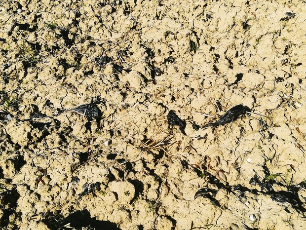 Damit sich die Bio-Mulchfolie im Boden richtig abbauen kann, muss sie direkt nach der Ernte in den Boden eingearbeitet werden. (Bild zVg)