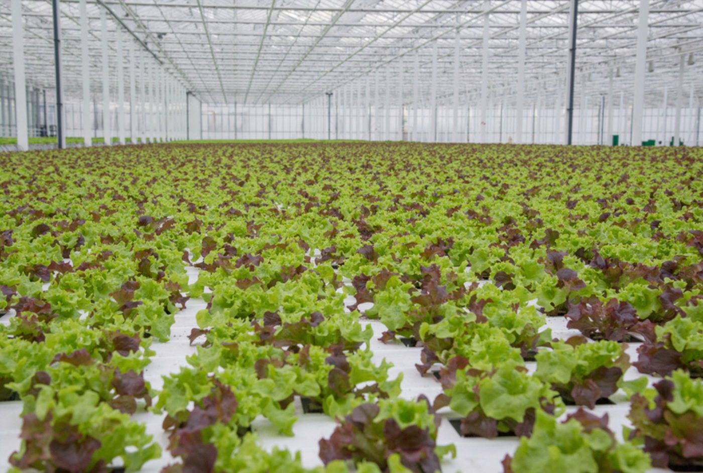 Weil wachsende Salate immer mehr Platz brauchen, verbreitern sich die Abstände zwischen den Rinnen automatisch. 