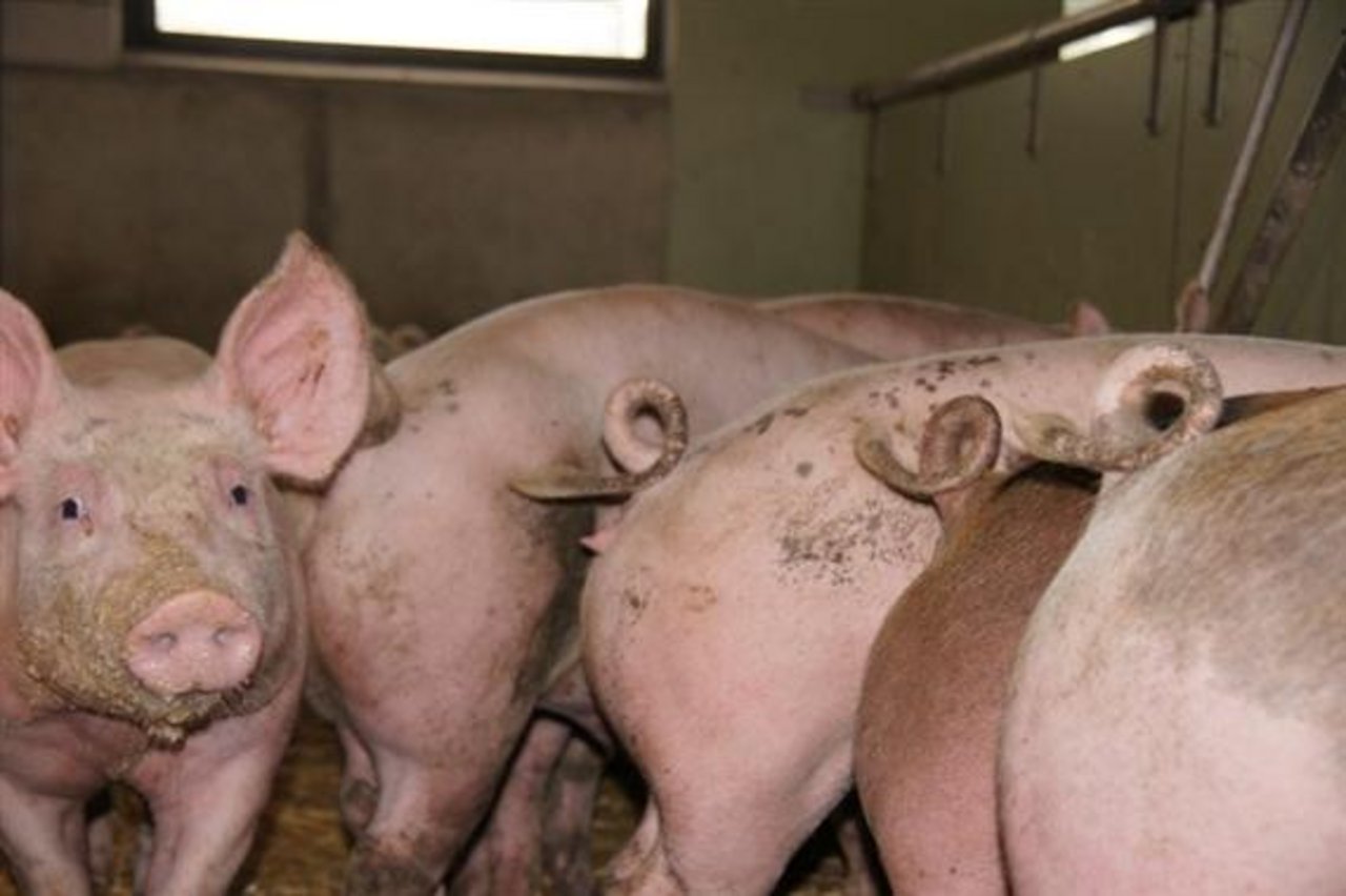 Schweinefleischmarkt in China bricht ein. (Bild BauZ)