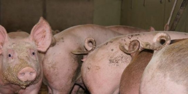 Schweinefleischmarkt in China bricht ein. (Bild BauZ)