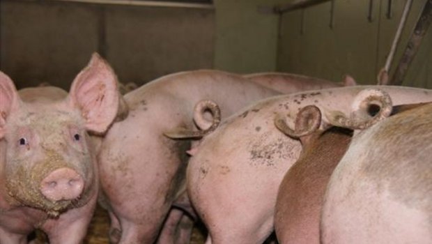 Schweinefleischmarkt in China bricht ein. (Bild BauZ)