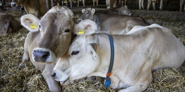 Auf Lebenshofen liefern Kühe anstatt Milch meist nur noch Dünger. (Foto: Domenik Ledergerber) 