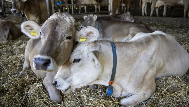 Auf Lebenshofen liefern Kühe anstatt Milch meist nur noch Dünger. (Foto: Domenik Ledergerber) 