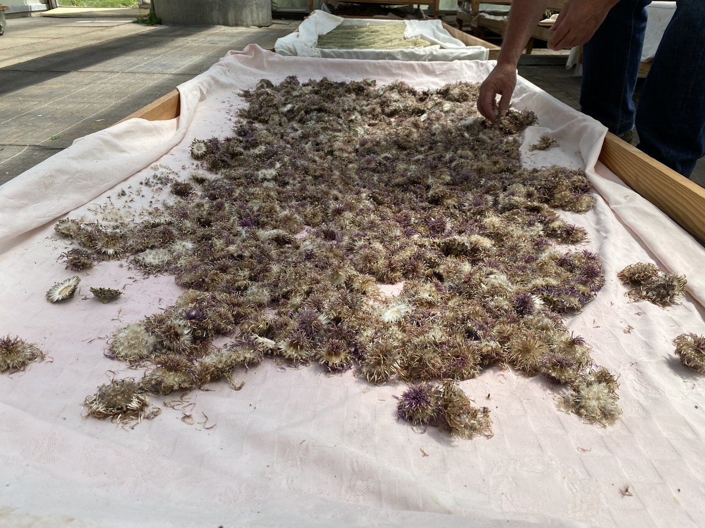 Gewinnung der Samen für die Vermehrung. 