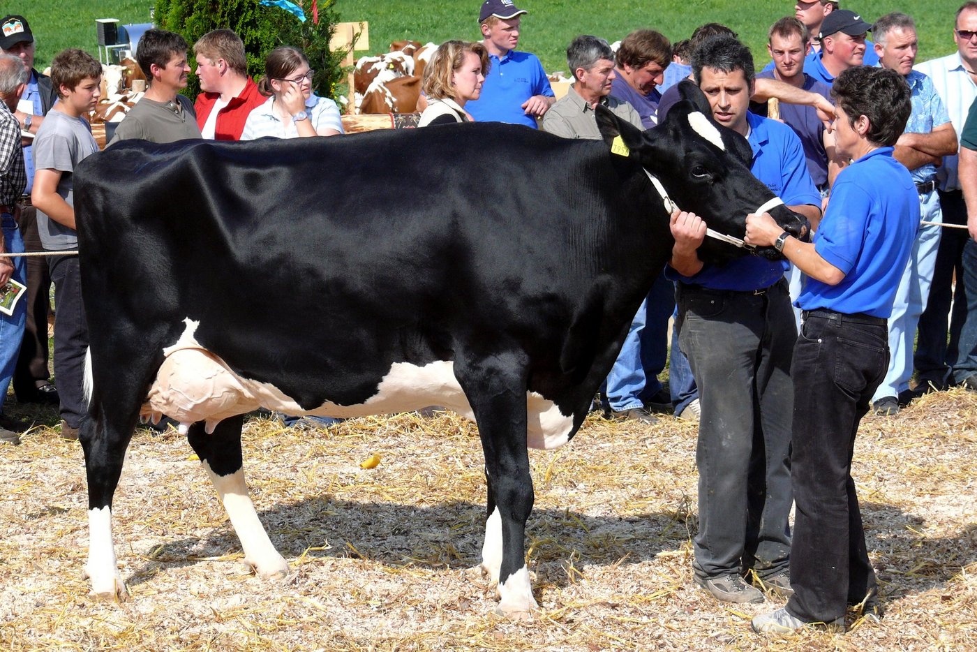 Die schönsten Emmentaler Kühe, welche diesen Frühling an den Beständeschauen präsentiert werden sind gesucht. (Bild pf)