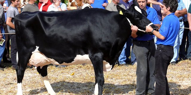 Die schönsten Emmentaler Kühe, welche diesen Frühling an den Beständeschauen präsentiert werden sind gesucht. (Bild pf)