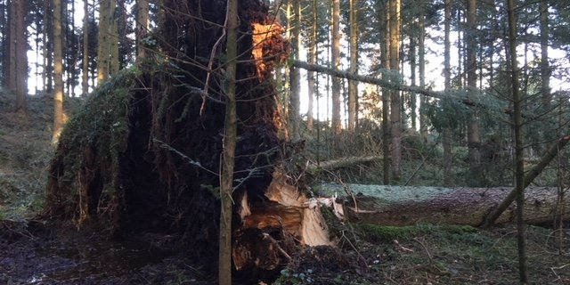 Sturmschäden im Meggerwald bei Meggen LU. (Bild Josef Scherer)