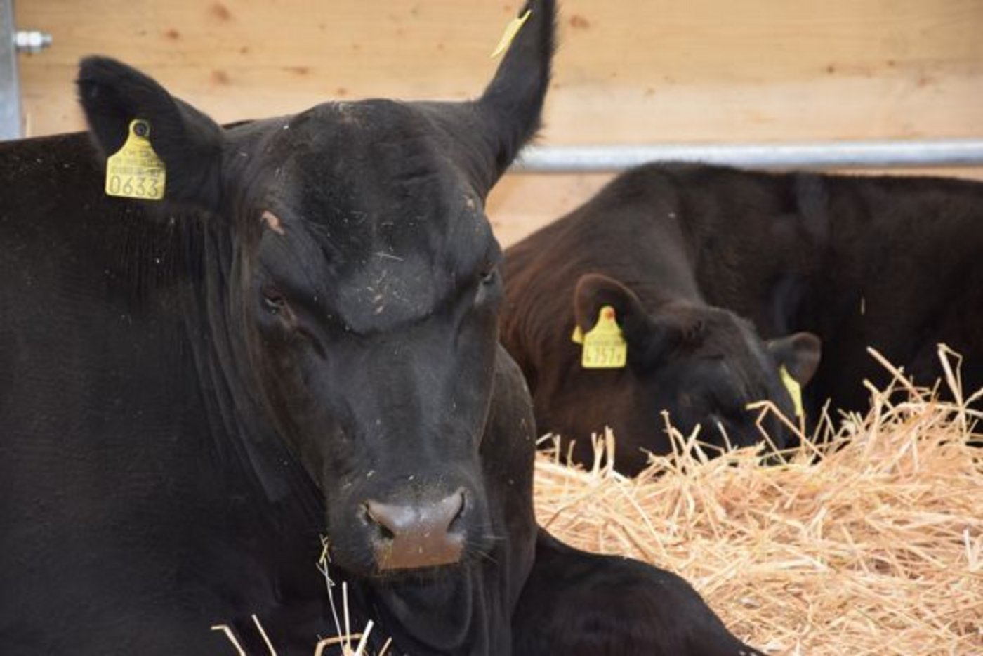 Auch diese Mutterkuh mit Kalb nimmt es gemütlich ...
