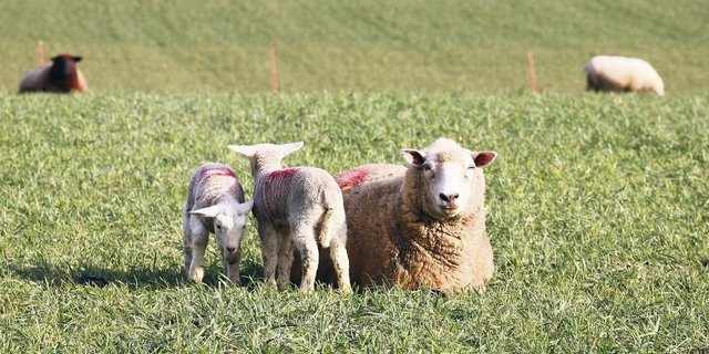 Damit Aue und Lamm nach der Geburt fit sind, kann bereits in den letzten Trächtigkeitsmonaten einiges unternommen werden.