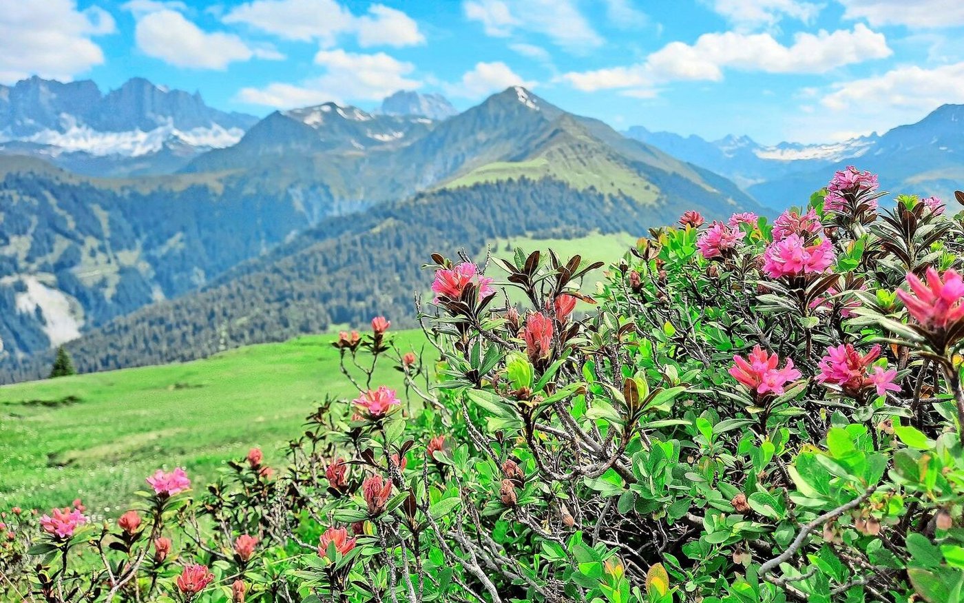 Die vielen Alpenrosen sind schön anzusehen, futterbautechnisch sind sie jedoch nichts wert.