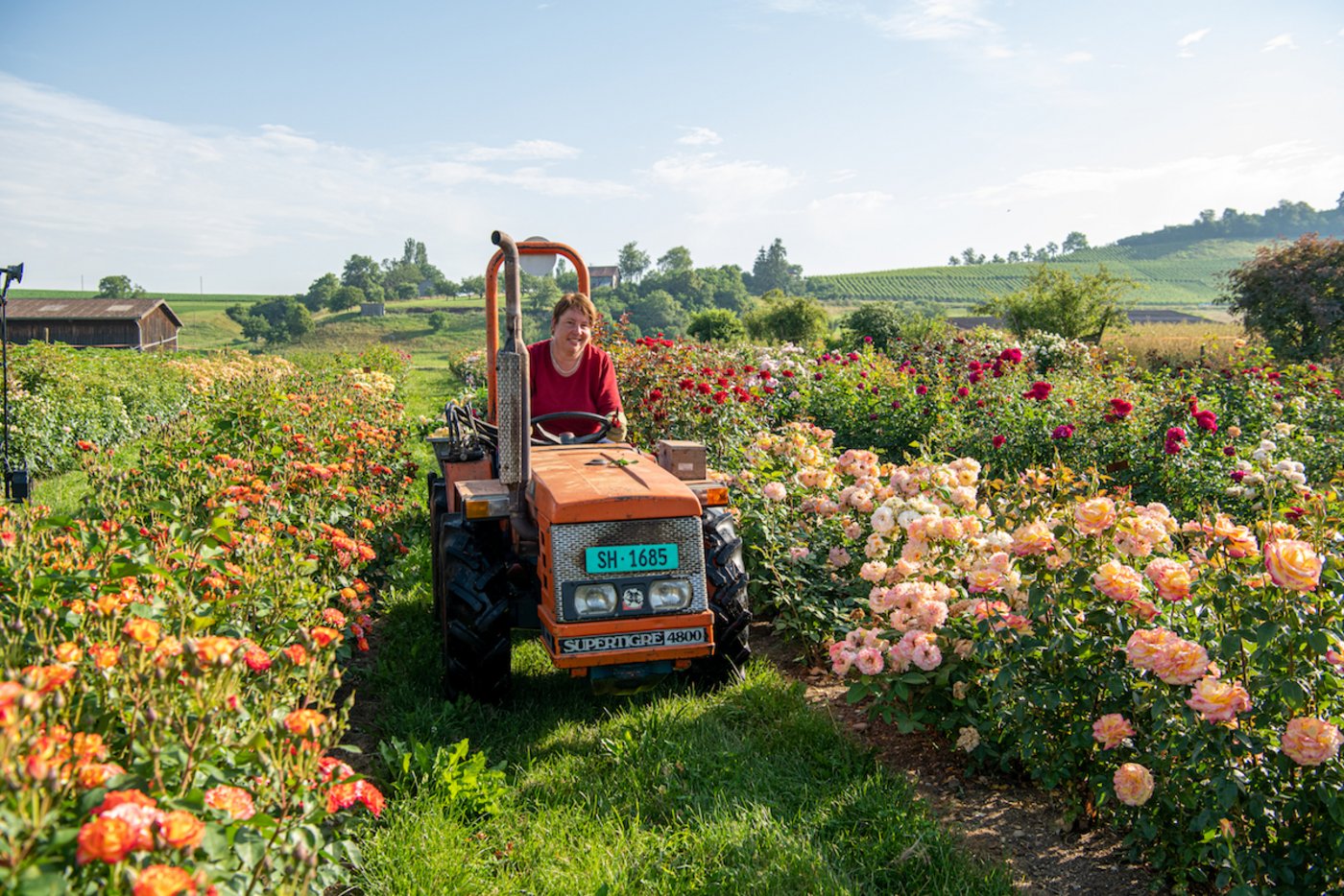 Susann Richli auf ihrem Freilandrosen-Feld in Osterfingen. (Foto: Marion Nitsch)