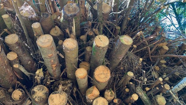 Jeder Asthaufen kann wärmen. Dieser grosse Haufen wird zu Schnitzeln gehackt und kann kaum geklaut werden. Diebstahl von Spälten aus dem Wald nimmt aber zu.