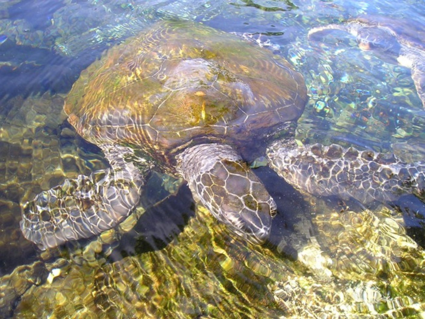 Vor El Salvadors Küste treiben tote Schildkröten im Meer. (Symbolbild Pixabay)