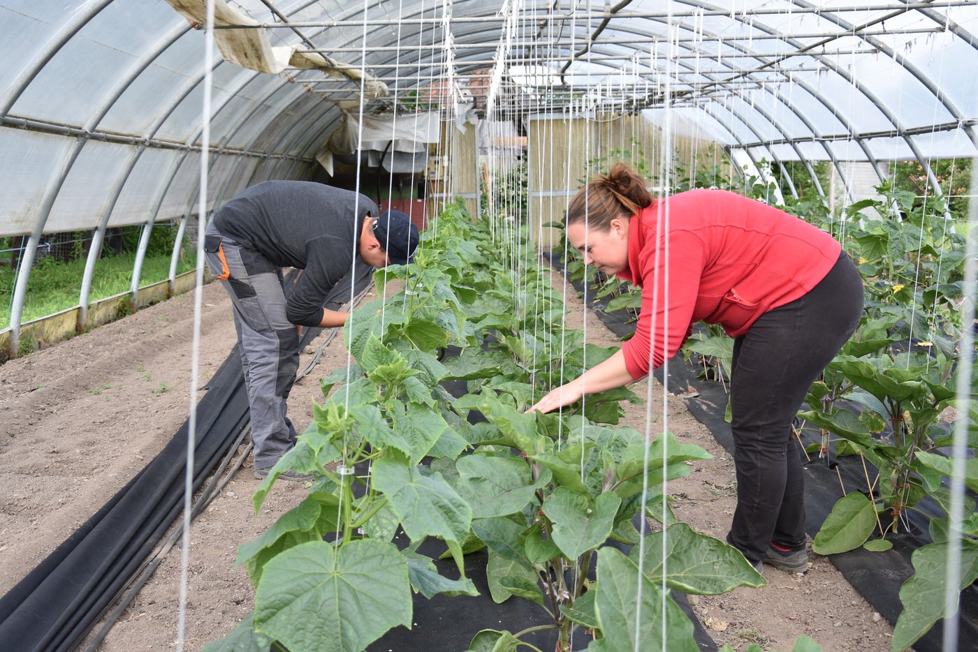 Die rumänischen Mitarbeitenden übernehmen viel Verantwortung auf dem Biobetrieb von Ottis. Ihnen gefällt die abwechslungsreiche Arbeit sehr. 