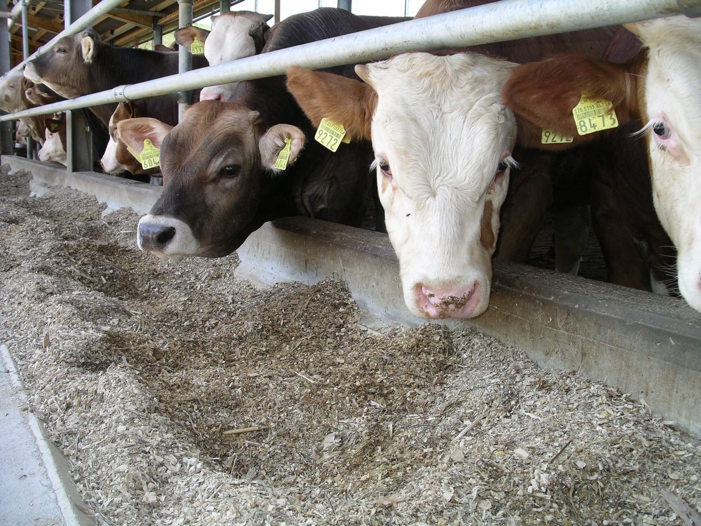 Die Preise der fetten Muni steigen um 20 Rappen pro Kilo Schlachtgewicht an. (Bild Hans Rüssli)