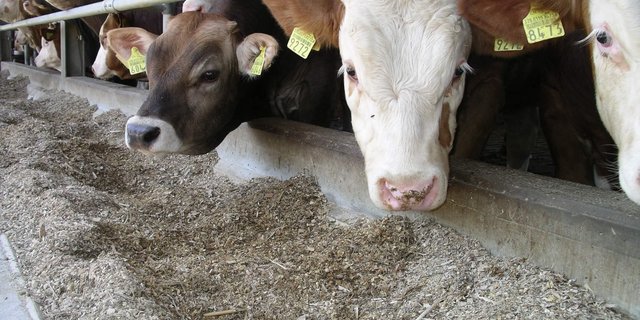 Die Preise der fetten Muni steigen um 20 Rappen pro Kilo Schlachtgewicht an. (Bild Hans Rüssli)