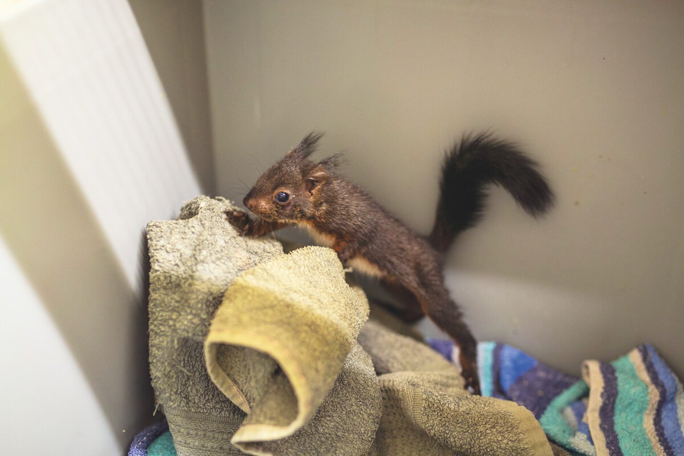 Fast wieder gesund: Das Jungtier war verwaist und verletzt aufgefunden worden. (Foto: Pia Neuenschwander)