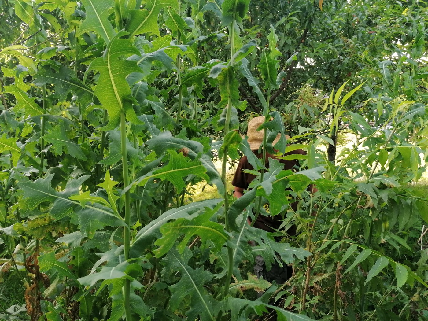 «Der Giftlattich wurde im ersten Weltkrieg als Ersatz für Morphin in den Gärten angebaut», erklärt Permakultur-Experte Griesser. (Bild Belinda Balmer)