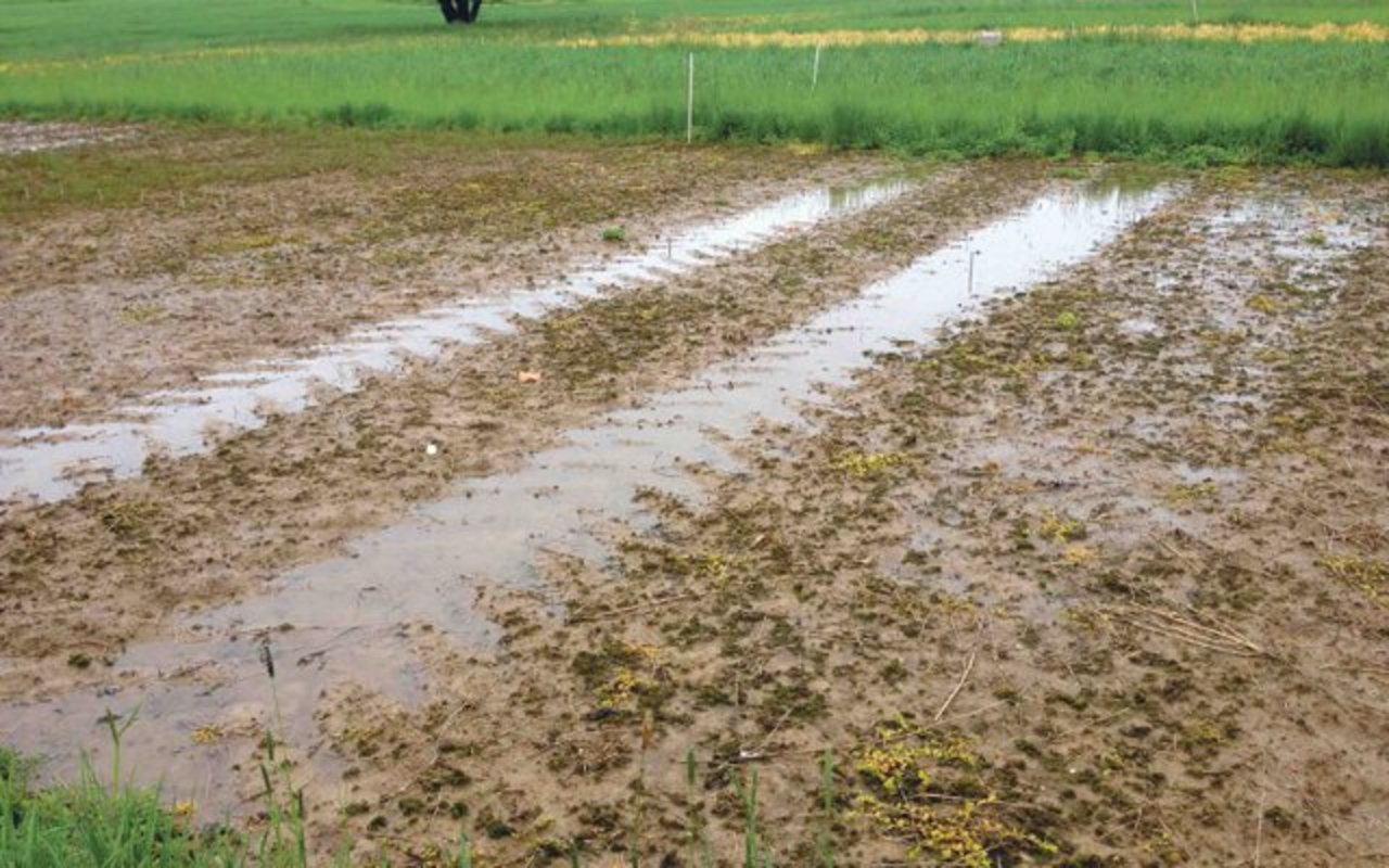 Der Einsatz immer schwererer landwirtschaftlicher Maschinen verursacht zunehmend Bodenverdichtung. Als Folge sammelt sich Regenwasser in den Fahrspuren. (Bild Thomas Keller, Agroscope)