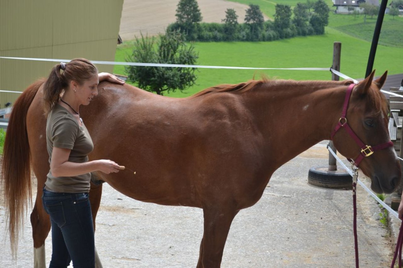Tierkinesiologin Sandra Wahlen tastet am Körper des Pferdes die Über- und Unterenergiepunkte ab und wertet sie mittels Sensor aus. (Bild: zi)