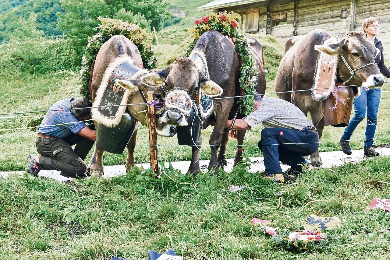 Verschönerung vor dem Aufbruch: Zwei Landwirte binden den Kühen den Bauch-Blumenschmuck an. 