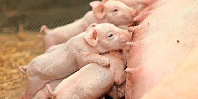 Eine ausreichende Kolostrumversorgung der Ferkel nach der Geburt spielt während der gesamten Lebzeit der Tiere eine wichtige Rolle. 