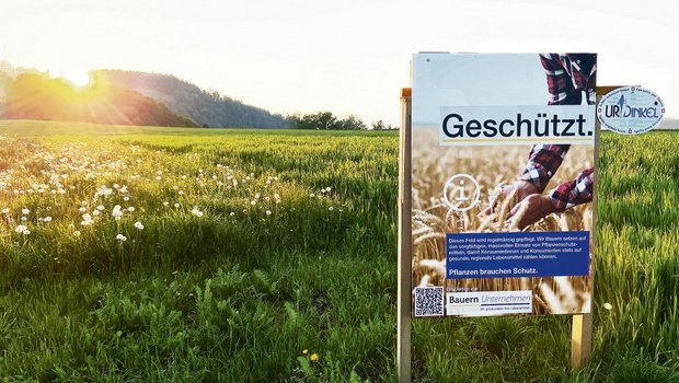 Plakate im Abstimmungskampf: Der Feldrand ist genau reguliert Informationstafel des Anstosses: Die Trinkwasser-Initianten wollten sie verbieten lassen, wurden aber zurückgepfiffen.(Bild akr)
