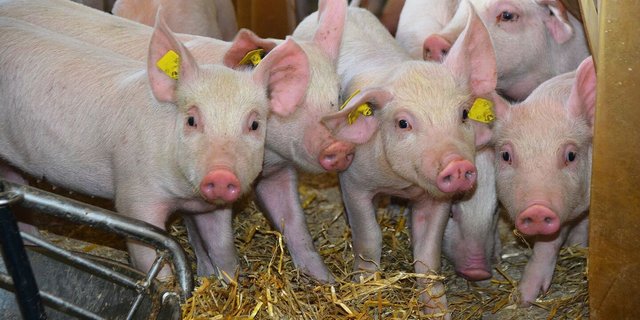 Möglichst keine Verluste: Dies ist auf ethischer und finanzieller Sicht Ziel der Schweizer Schweinebranche.