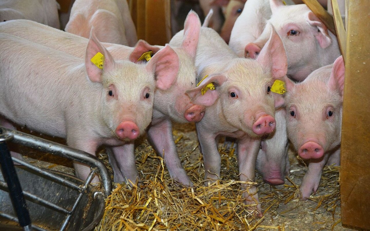 Möglichst keine Verluste: Dies ist auf ethischer und finanzieller Sicht Ziel der Schweizer Schweinebranche.