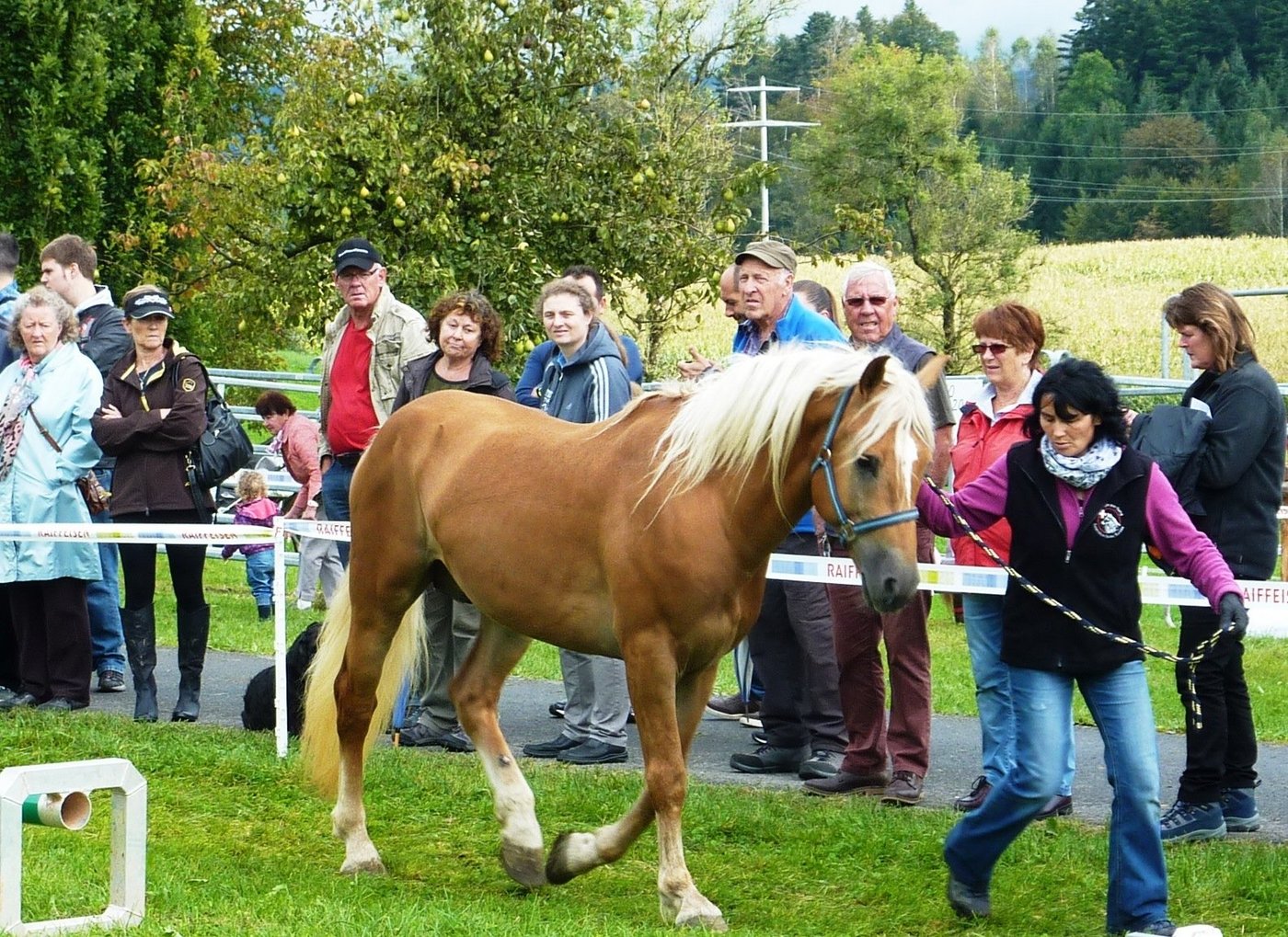 Zuchthengst Nissan v. Nevango-CH bei einer Vorführung. (Bild zVg)