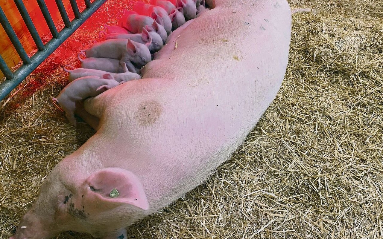 Wegen besseren Managements und Übersichtlichkeit ferkeln die Sauen im Stall ab.