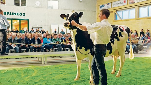 Heute läuft es rund in der Arena Brunegg: Für viele Käufer und Verkäufer von Milchvieh ist die Auktion «Rot und Schwarz» eine feste Grösse in der Vermarktung geworden. (Bilder Ruth Aerni)