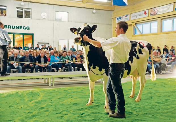 Heute läuft es rund in der Arena Brunegg: Für viele Käufer und Verkäufer von Milchvieh ist die Auktion «Rot und Schwarz» eine feste Grösse in der Vermarktung geworden. (Bilder Ruth Aerni)