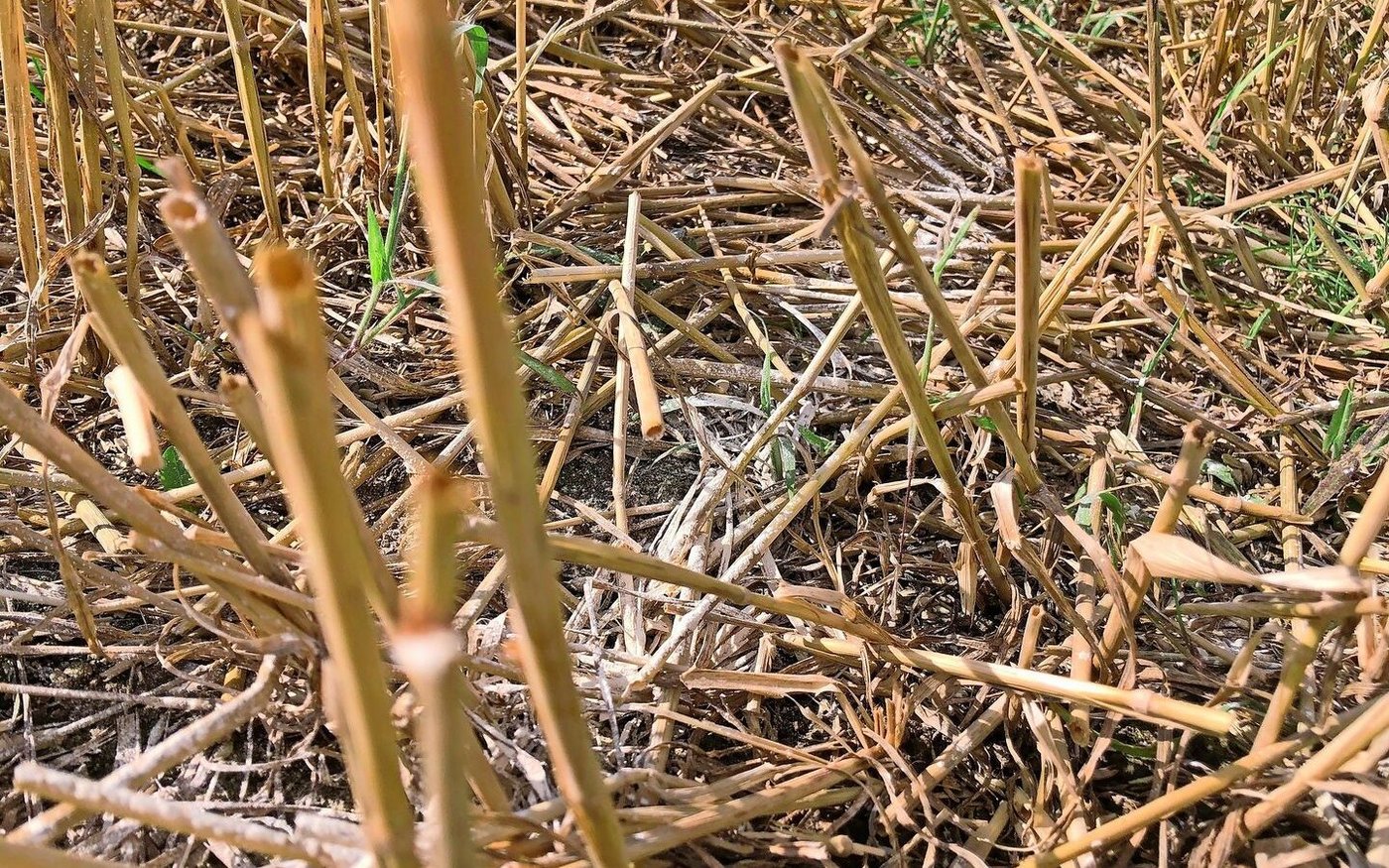 Geht es ums Aufkalken (pH-Wert erhöhen), sollte die grössere Kalkmenge über die Fruchtfolge aufgeteilt werden.