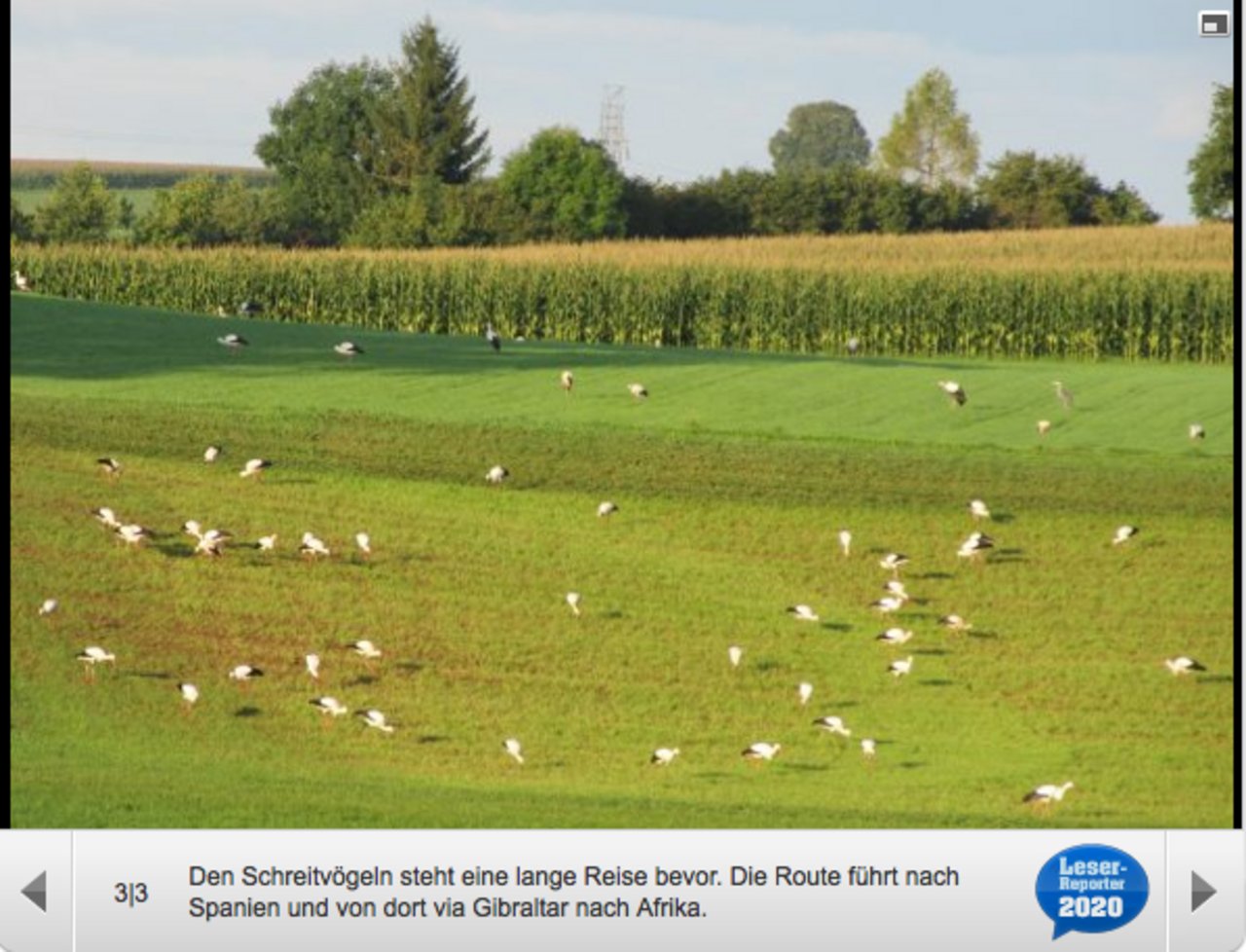 BE Störche versammeln sich in Gasel bauernzeitung.ch BauernZeitung