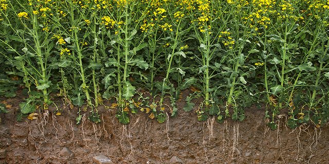 Deutlich weniger Eintrag von Schwefel und Selen aus der Atmosphäre ist eine Gefahr für die Nahrungsmittelproduktion, so die Forschenden. (Bild Gabriela Brändle / Agroscope)