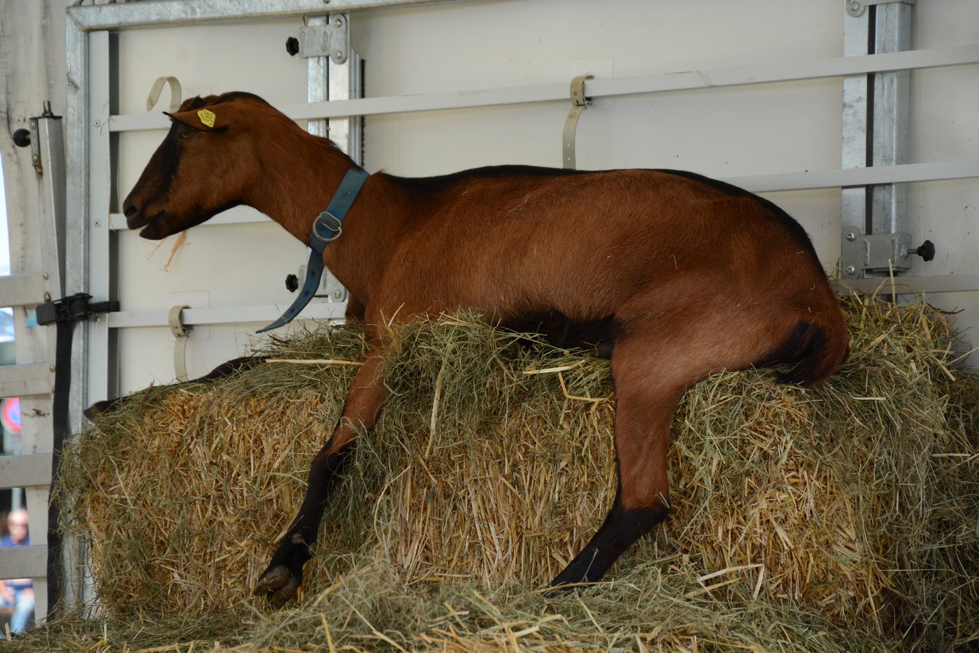 Keine Sichlete ohne Tiere. Neben den Kühen, die auf dem Weg durch die Stadt viel Aufsehen erregten, waren auch Ziegen auf dem Bundesplatz. Sie nahmen es heuer gemütlich, was wohl der sommerlichen Wärme zuzuschreiben ist.