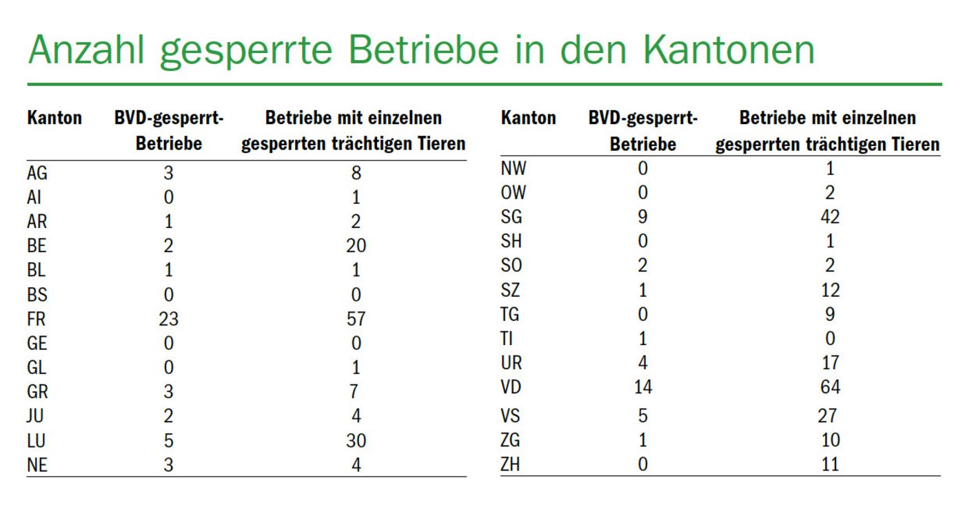 Nebst den 80 gesperrten Betrieben, haben 333 Betriebe einzelne verbringungsgesperrte trächtige Tiere im Bestand.