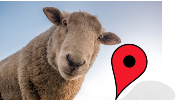 Mit einem GPS-Sender kann der Landwirt seine Schafe finden. (Fotomontage asa / Pixabay)