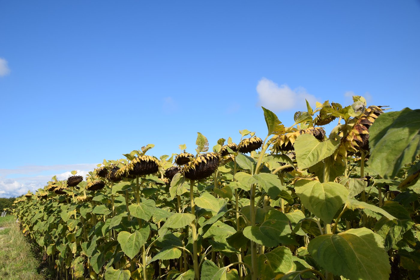 Kein Grund, den Kopf hangenzulassen: Die Sonnenblumen auf dem Betrieb von Pärlis haben sich gut entwickelt. (Bild BauernZeitung/Sera J. Hostettler)