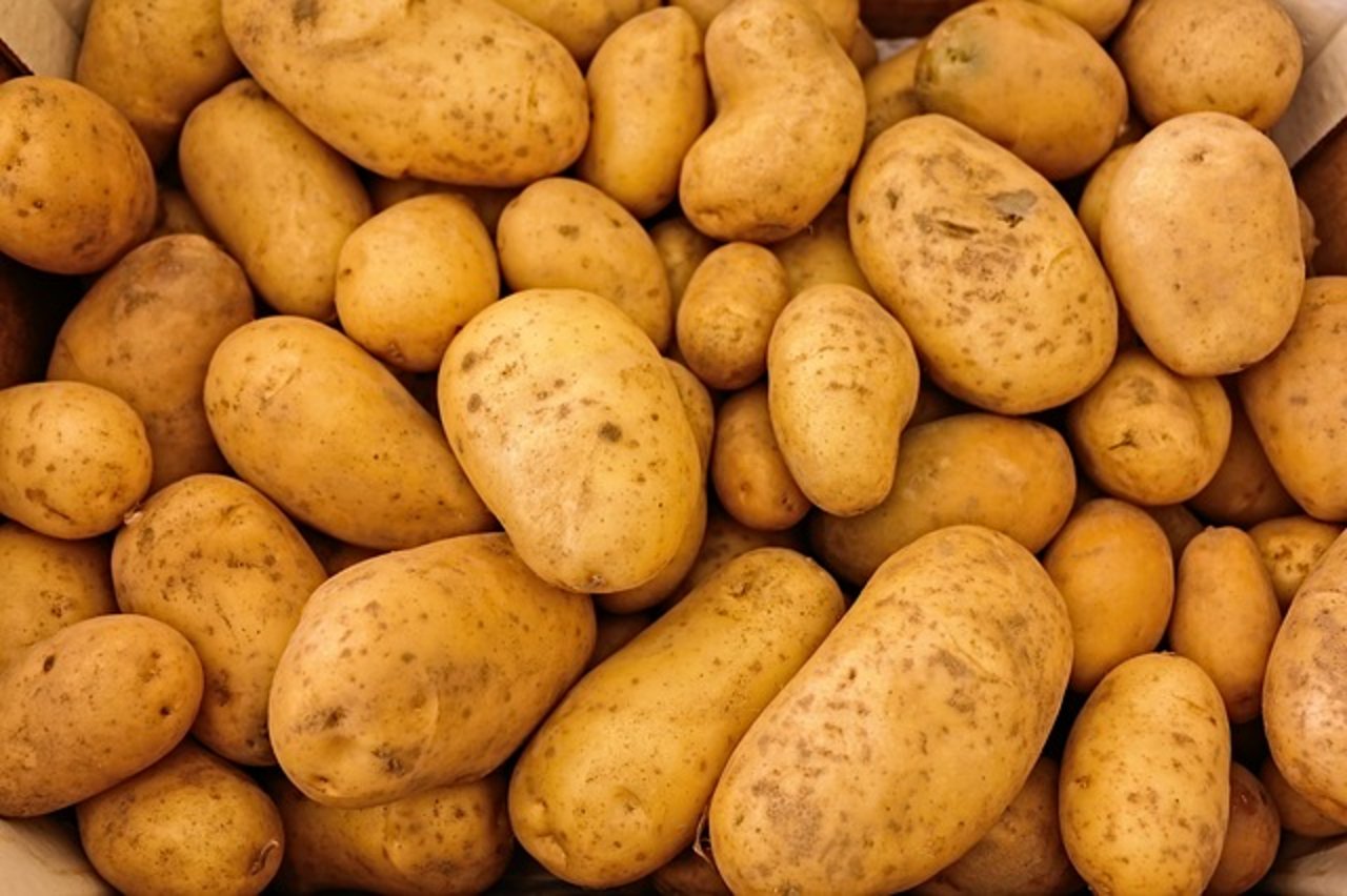 Laut NEPG fiel die Ertragsprognose für Belgien am niedrigsten aus, weil dort der Anteil der bewässerten Kartoffelflächen sehr gering ist. (Symbolbild Pixabay)