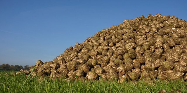 Die neue Sortenliste für 2019 wurde verabschiedet. Nicht mehr dabei sind die Sorten Hannibal und Yeti. (Bild BauZ) 