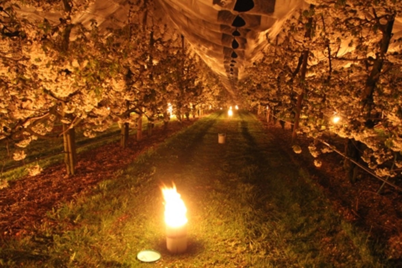 Platz 8: Mit Frostkerzen kämpften die Bauern Ende April gegen die eisigen Temperaturen. Trotzdem waren die Schäden an Obst und Reben gewaltig. (Bild Beat Gisin)