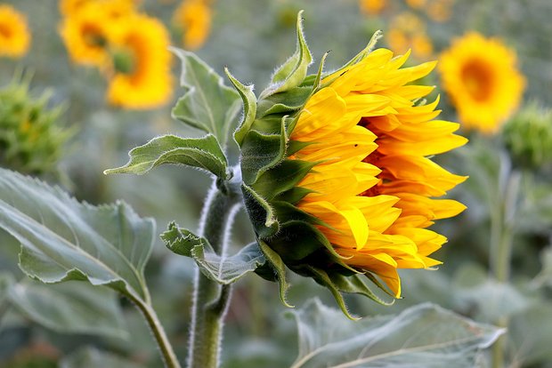 Die Sonnenblumen gewinnen an immer mehr Beliebtheit. (Bild Jacques GAIMARD/pixabay)