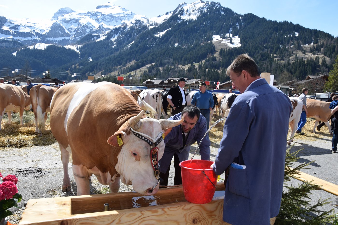 Auch die Stiere haben Durst.