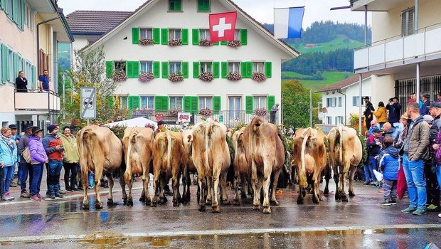 Vorbildlich warten die Kühe von der Alp «Wiitmoos» beim Bahnübergang.