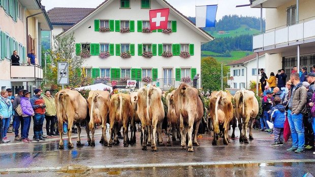 Vorbildlich warten d Vorbildlich warten die Kühe von der Alp «Wiitmoos» beim Bahnübergang.