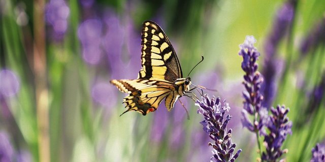 26 810 Hektaren werden im Kanton Bern biologisch bewirtschaftet. Nur der Kanton Graubünden verzeichnet eine grössere Biofläche (37 220 Hektaren).