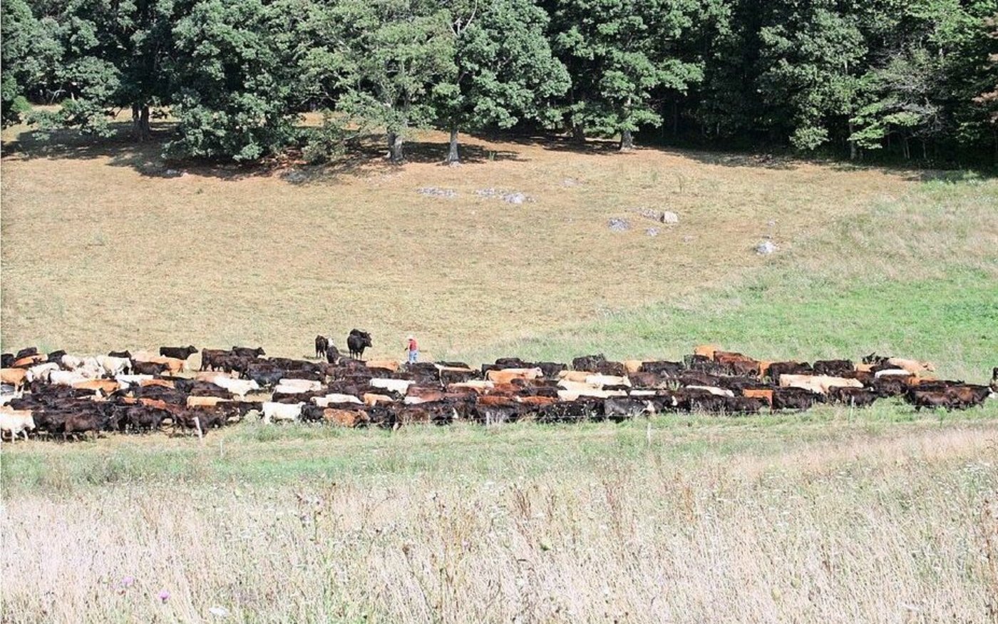 Nachmittags geht es auf eine neue Koppel: Das Mob Grazing sei so präzis, wie wenn die Fläche gemäht würde.